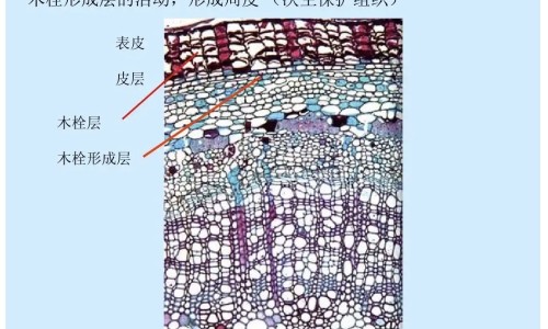 林克霉素的副作用是什么-【林克霉素的不良反应】林克霉素可以静脉注射吗 - 林克霉素禁忌网